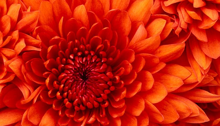 Chrysanthemum